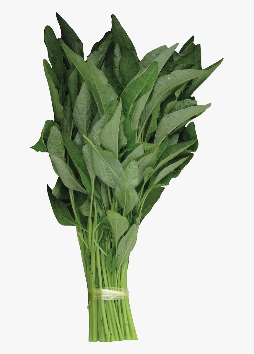 Vases Green Leaves Png, Transparent Png
