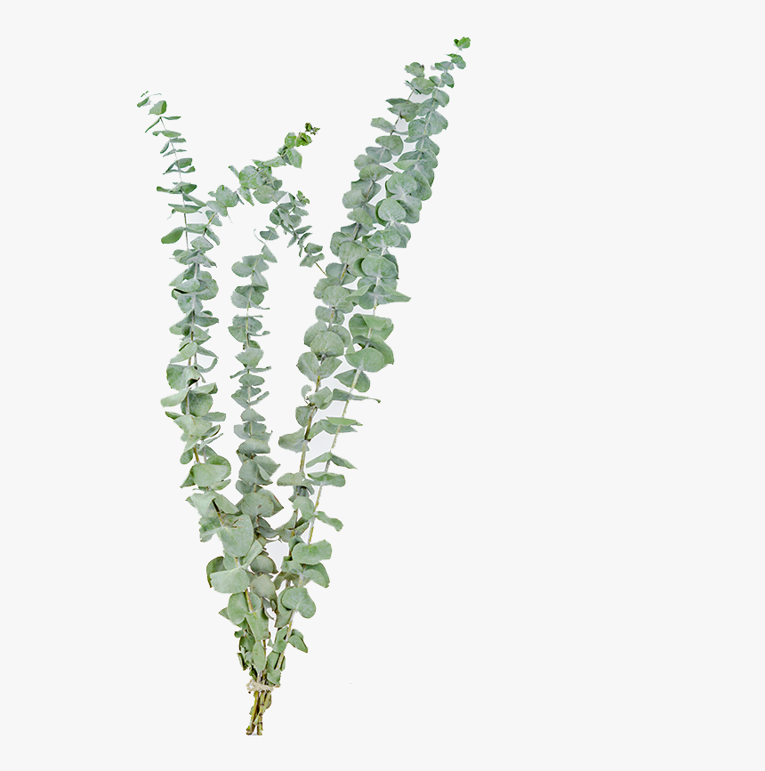 [ugari] Promotional Eucalyptus Leaves Yunnan Dry Flower - Dried Eucalyptus, HD Png Download