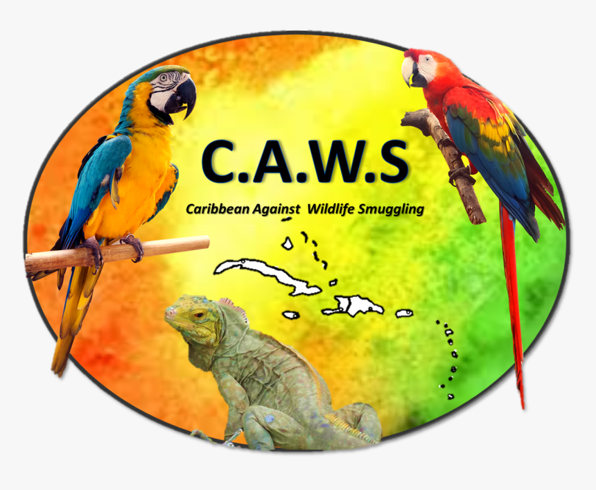 Macaw, HD Png Download