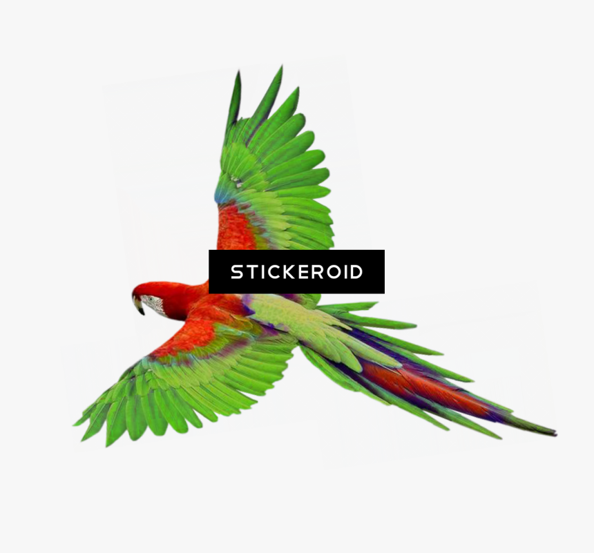 Indian Parrot Png - Flying Parrot Gif Png, Transparent Png