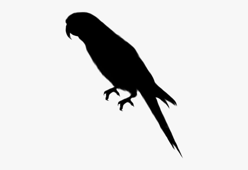 Parrot Png Transparent Images - Transparent Background Parrot Clipart, Png Download