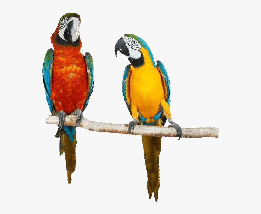 Macaw, HD Png Download