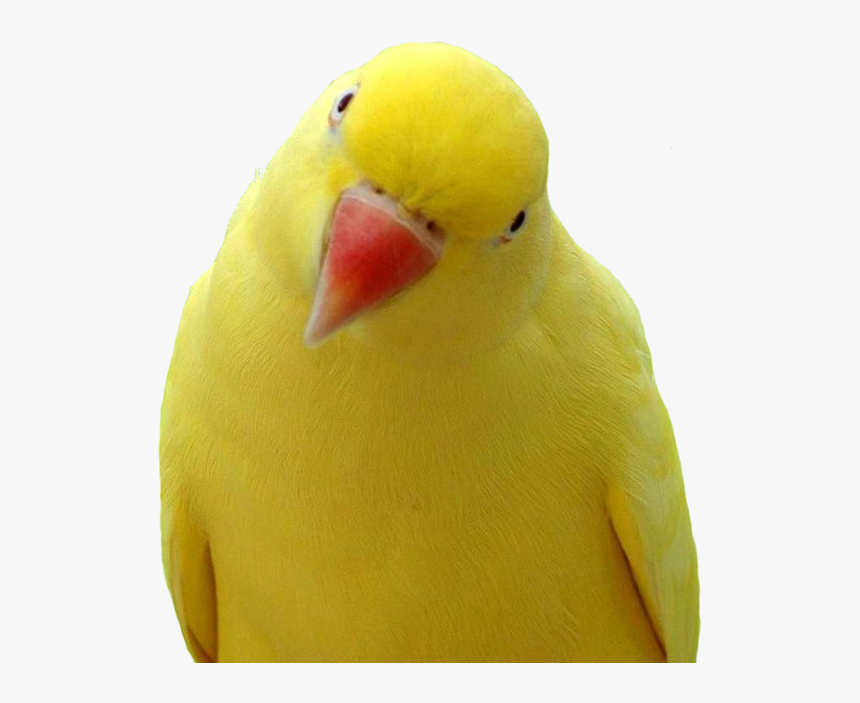 Yellow Parrot Png Images, Free Download - Yellow Parrot Orange Beak, Transparent Png