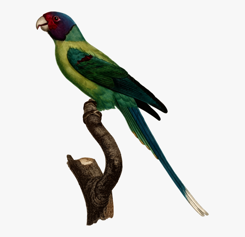 Vector Parrot Parakeet - Jacques Barraband Parrot, HD Png Download