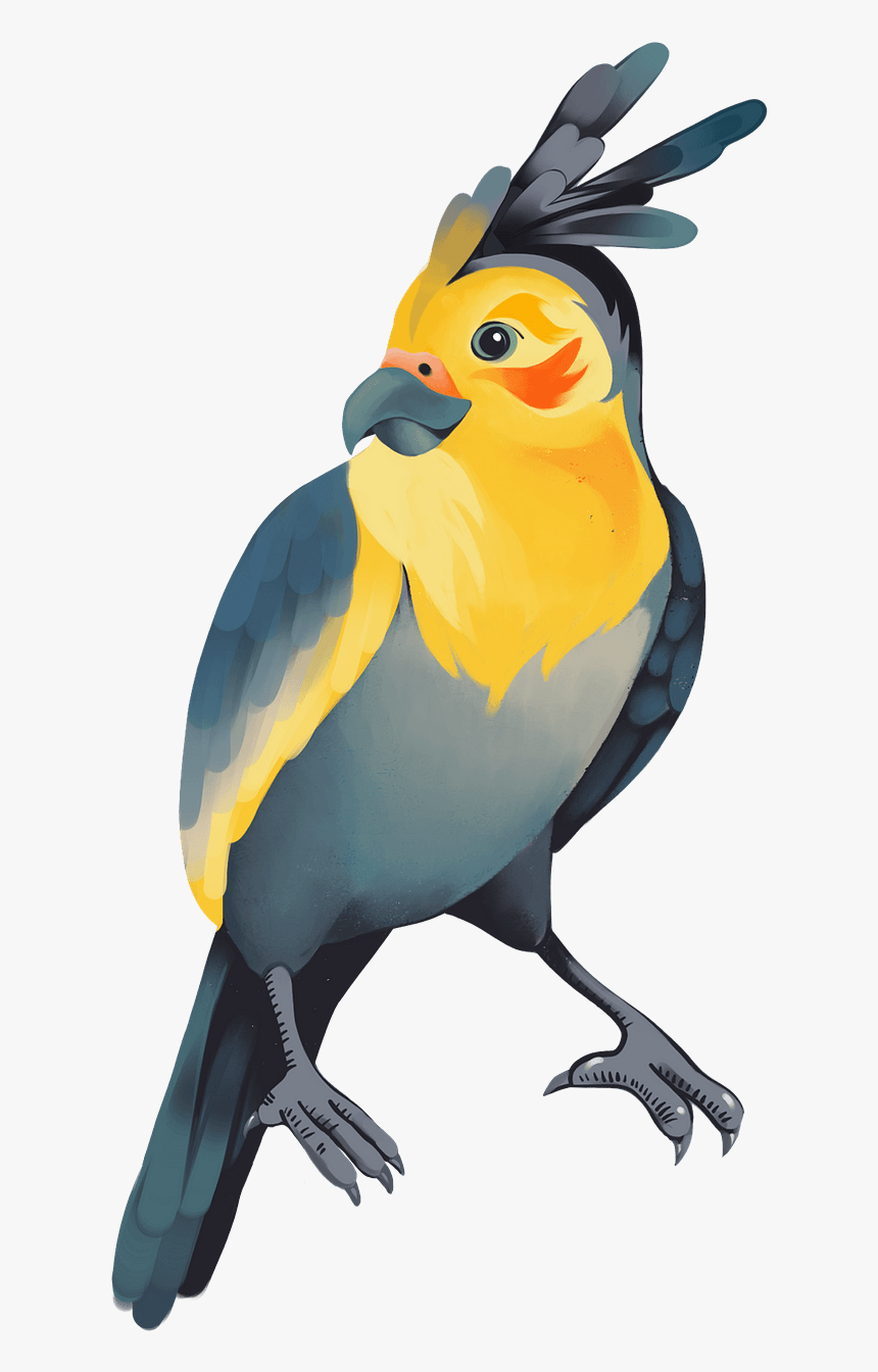 Macaw, HD Png Download