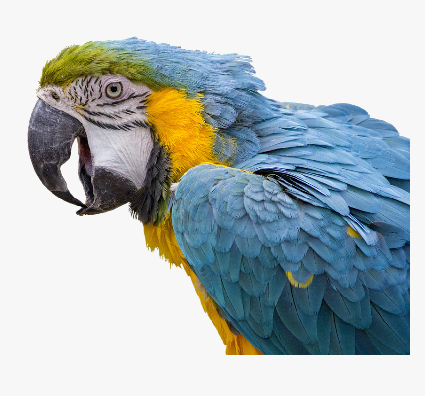 Beautiful Parrots, HD Png Download