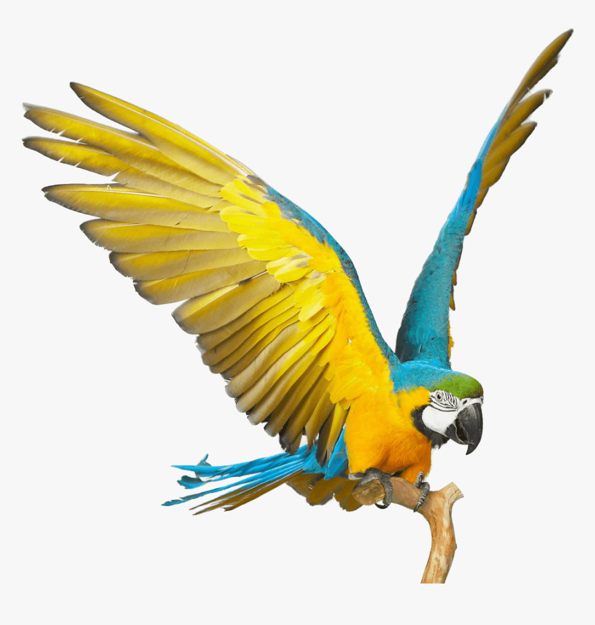 Blue And Yellow Macaw Png, Transparent Png