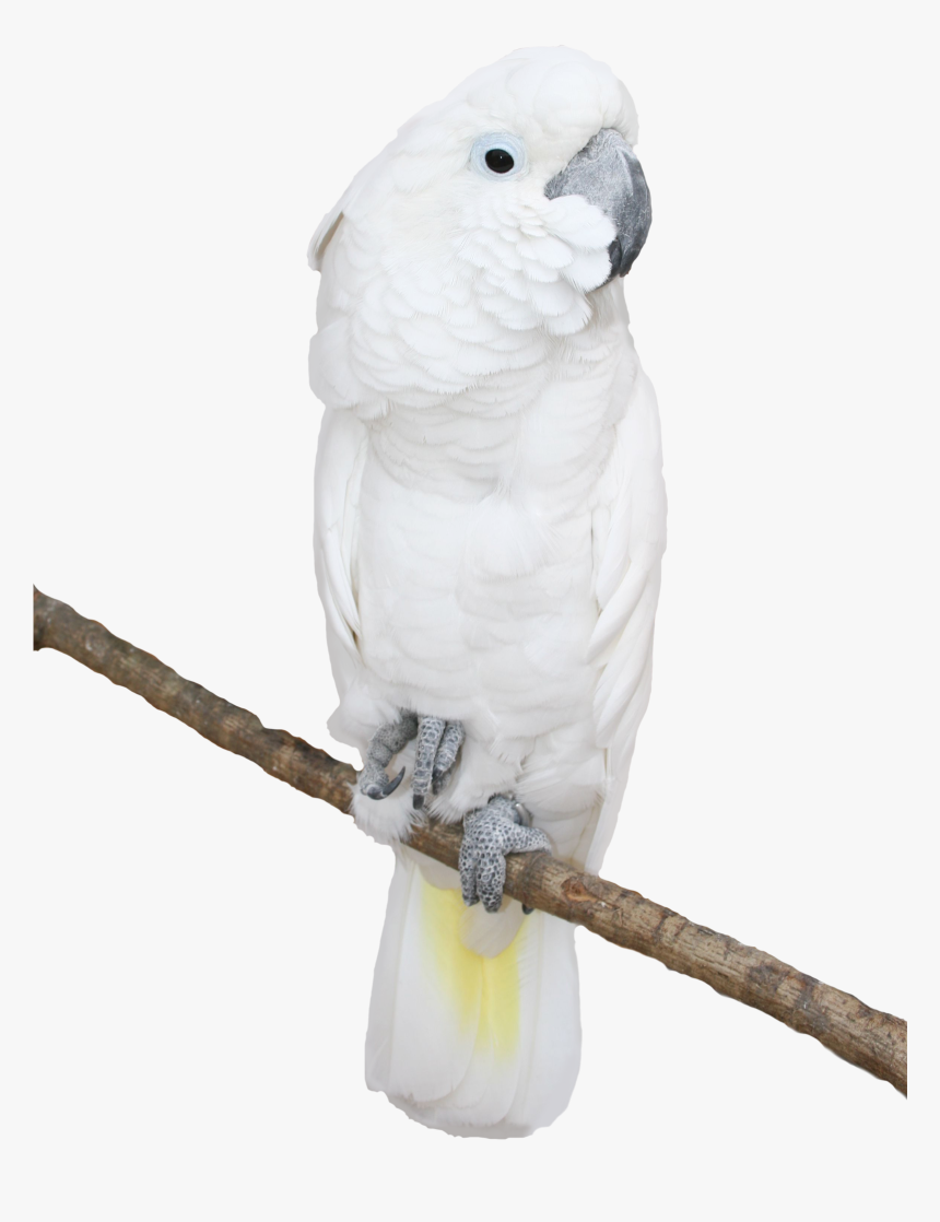 Transparent Png Picture Gallery - Cockatoo Clipart Png, Png Download