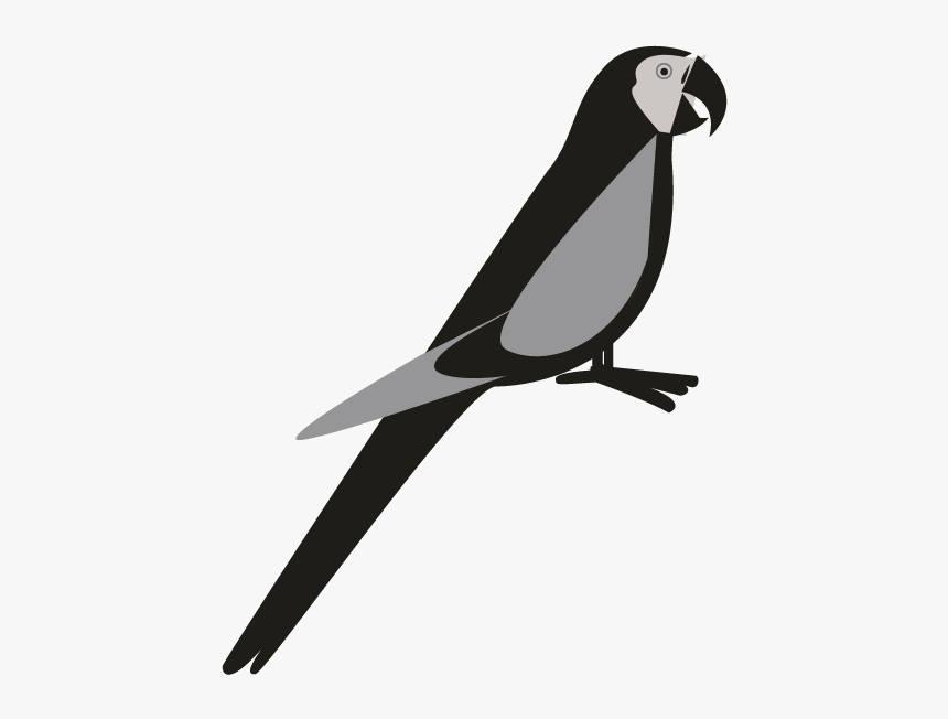 Parakeet, HD Png Download