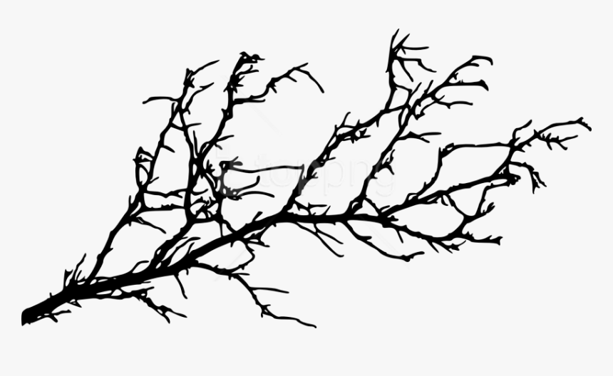 Tree Stem Png - Tree Branch Silhouette Png, Transparent Png