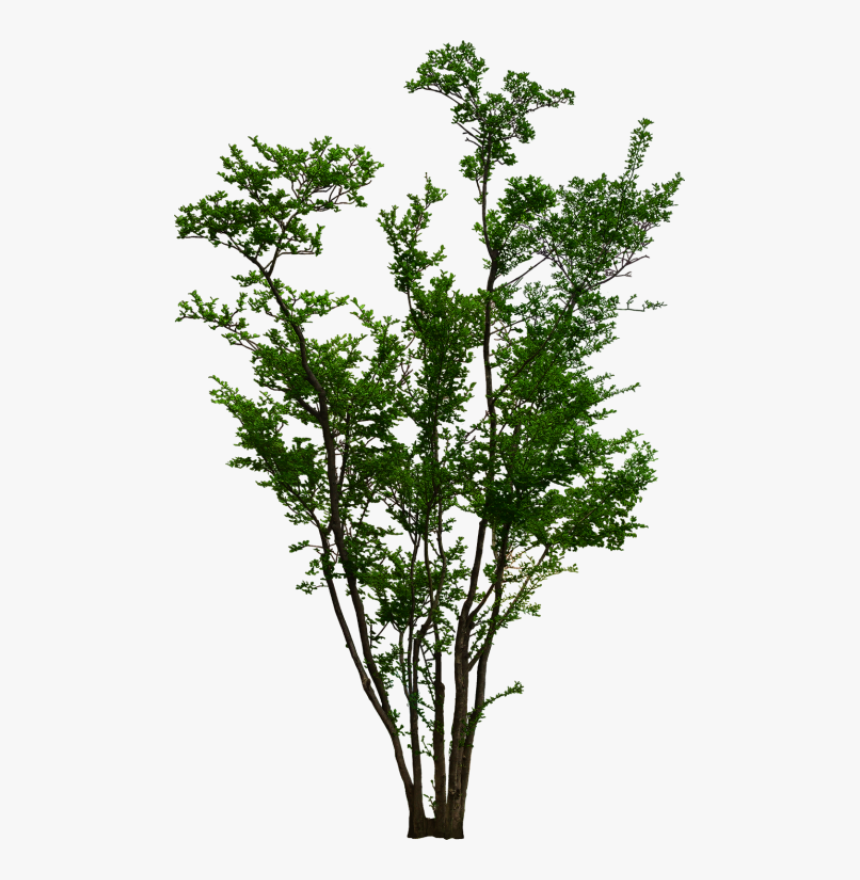 Фото, Автор Olinka - Png Shrubs, Transparent Png