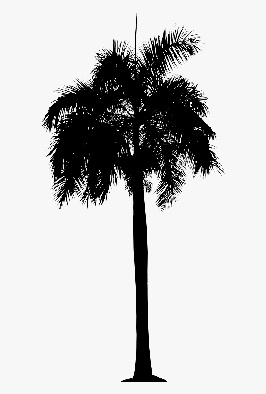 Asian Palmyra Palm Date Palm Leaf Palm Trees Plant - Borassus Flabellifer, HD Png Download