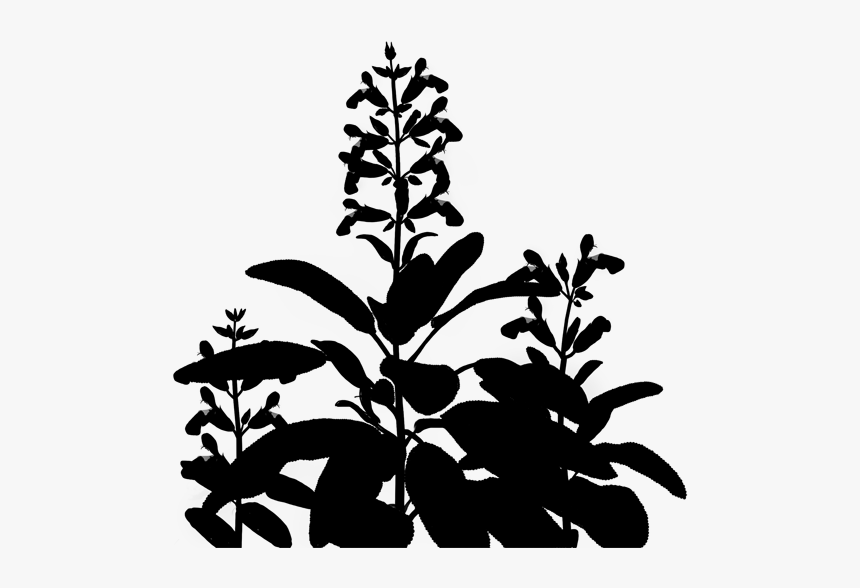 Flowering Leaf Plant Stem Download Free Image Clipart - Plant Silhouette Transparent, HD Png Download
