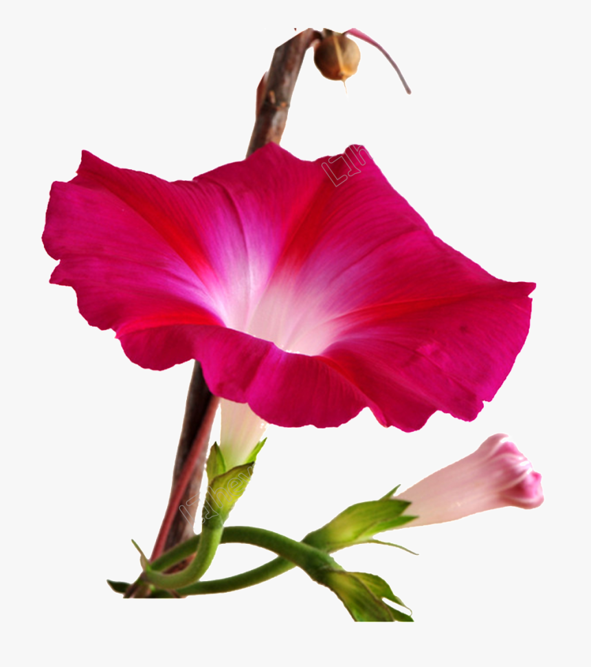Red Morning Glory Flower, HD Png Download