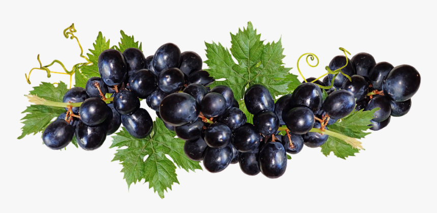Grapes, Black, Fruit, Vine, Garden, Nature, Cut Out - Black Grape Png, Transparent Png