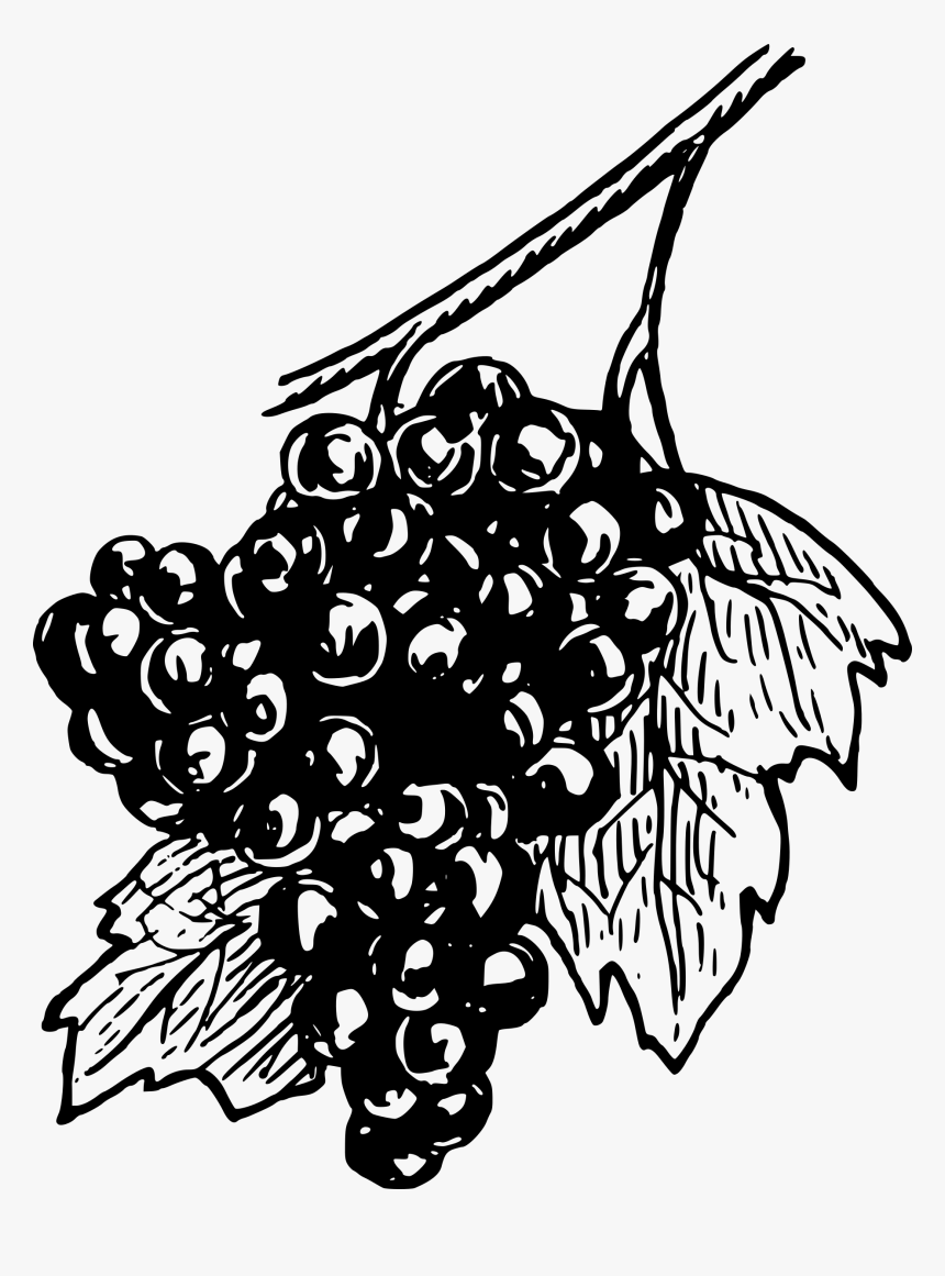 Transparent Grapevine Clipart - Grape Png Drawing, Png Download