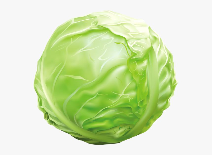 Cabbage Png Clipart Image Graphics Pinterest Images - Cabbage Clipart Png, Transparent Png