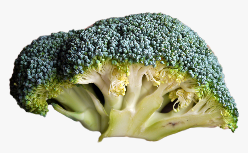 Broccoli - Does Bad Broccoli Look Like, HD Png Download