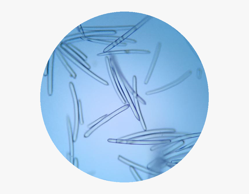 Clock Needle Png, Transparent Png