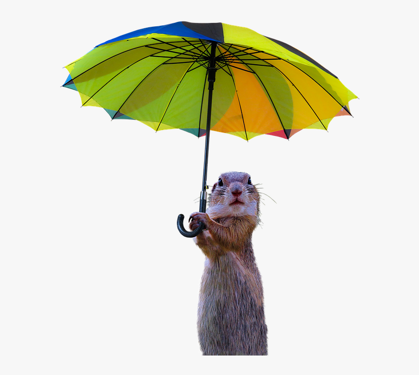 Animals, Meerkat, Isolated, Umbrella, Rain Protection - Umbrella, HD Png Download