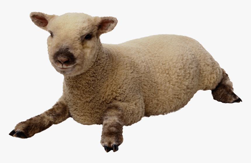 Sheep Png Background - Sheep Transparent Background, Png Download