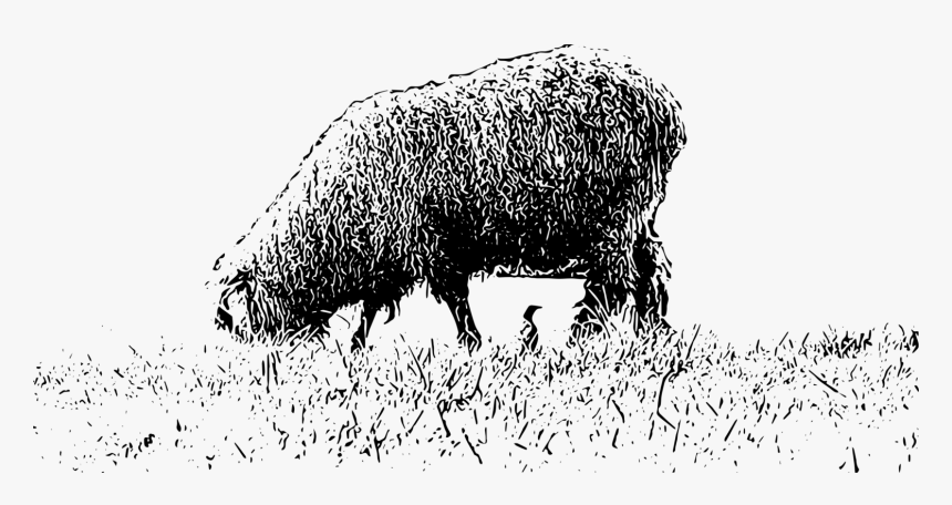 Photography, HD Png Download