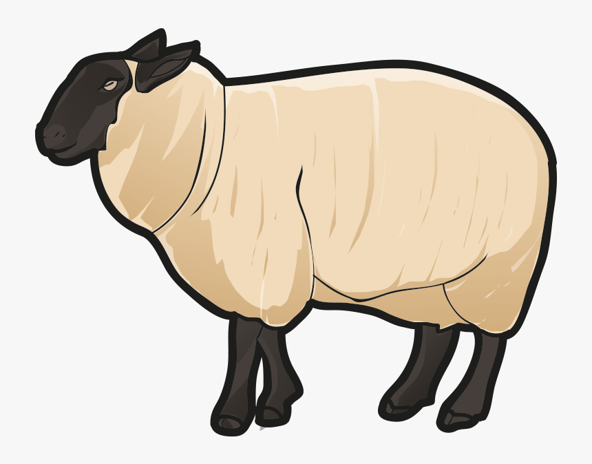 Sheep, HD Png Download