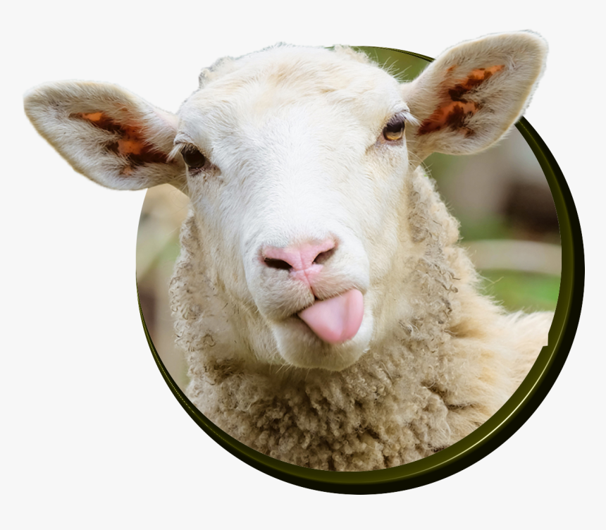 Sheep - Ovelha De Lingua De Fora, HD Png Download