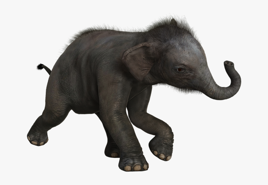 Elephant, Baby, Pachyderm, Mammals, Wild, Cute - Indian Elephant, HD Png Download
