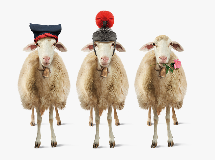Pecore Png, Transparent Png