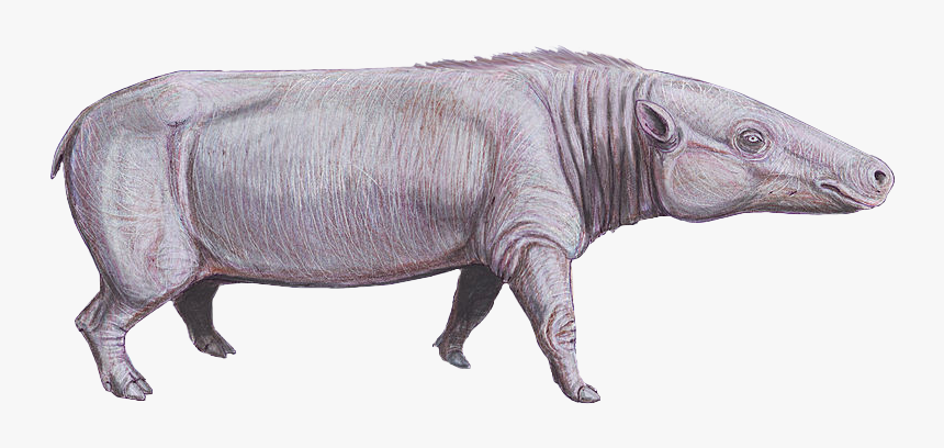 Anthracotherium Cropped - Anthracotherium Magnum, HD Png Download