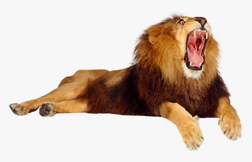 Male Lion Opening Mouth, HD Png Download