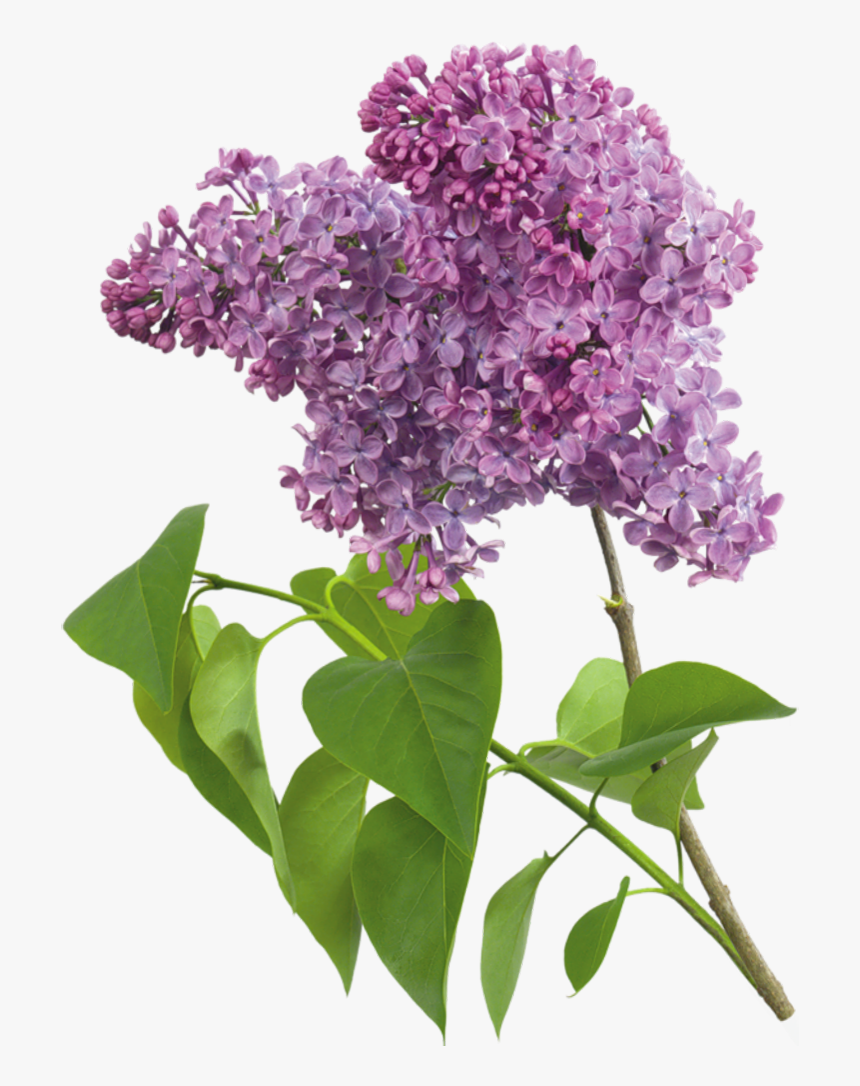 Transparent Lilac Png, Png Download