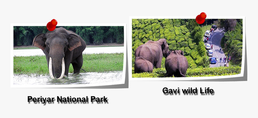 African Elephant, HD Png Download
