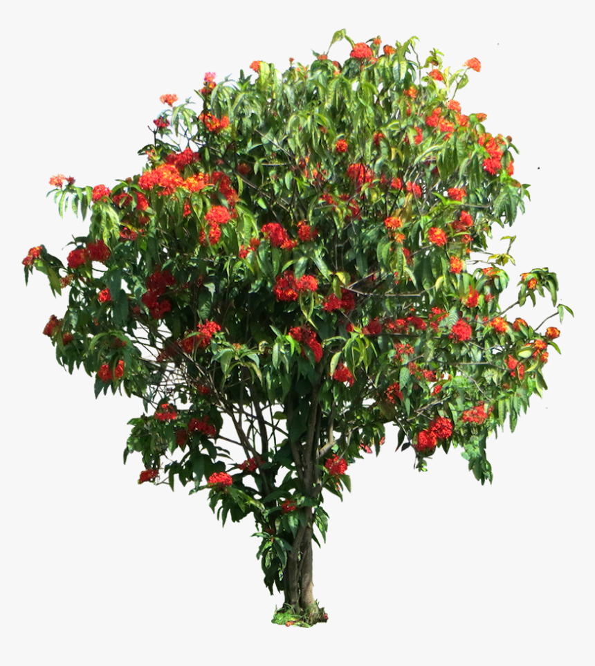 Ixora Coccinea Tree Png, Transparent Png