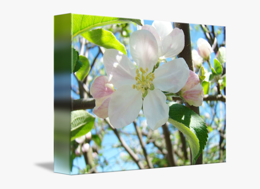 Evergreen Rose, HD Png Download