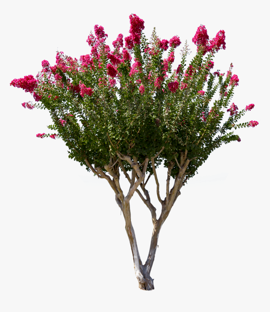 Crate Myrtle Golden Png - Crepe Myrtle Tree Png, Transparent Png