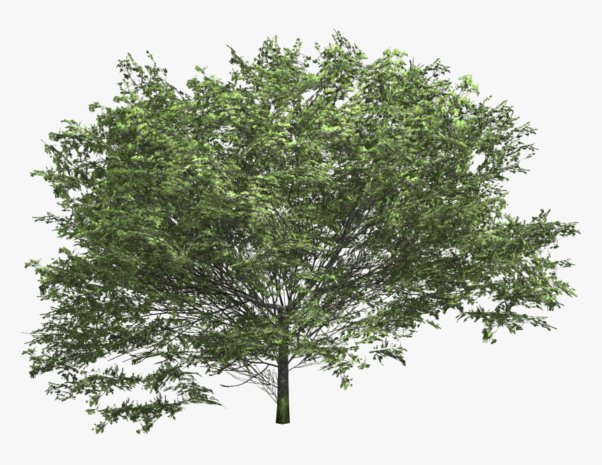 [​img] - Oleander Png, Transparent Png