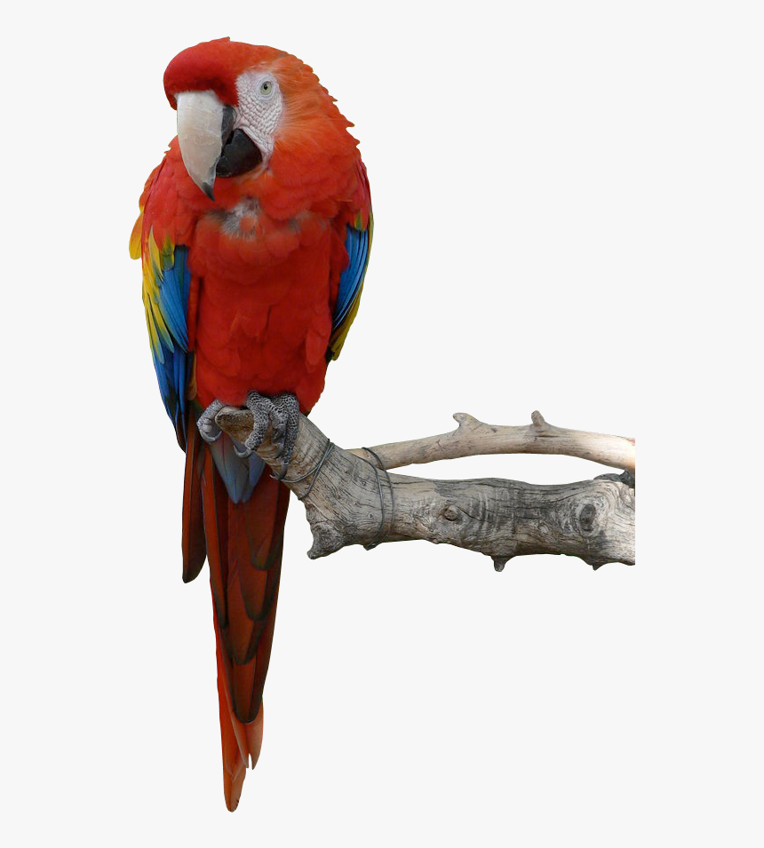 Parrot Png Hd, Transparent Png