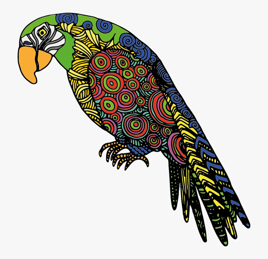 Bird Of Prey,macaw,parrot - Colors Of Parrot Drawing, HD Png Download