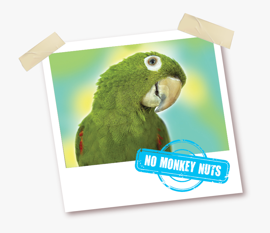 Parakeet, HD Png Download