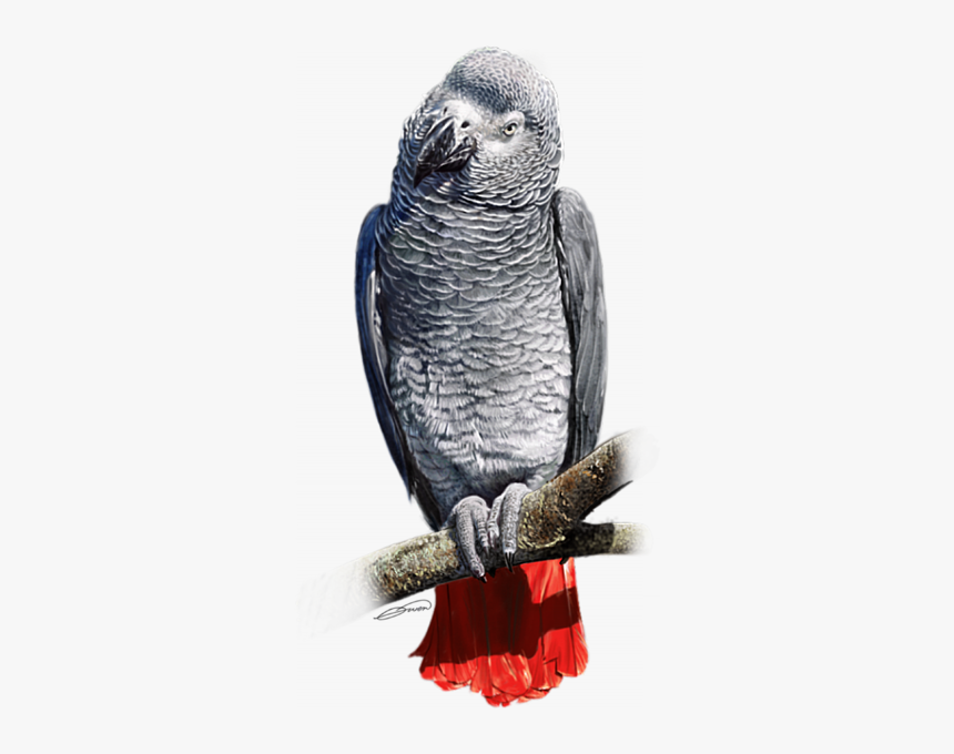 African Grey Parrot Transparent, HD Png Download , Transparent Png