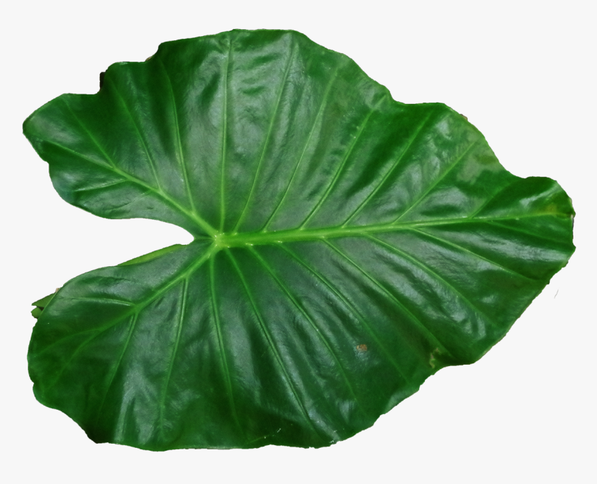 Leaf Png Pic - Leaf Png, Transparent Png
