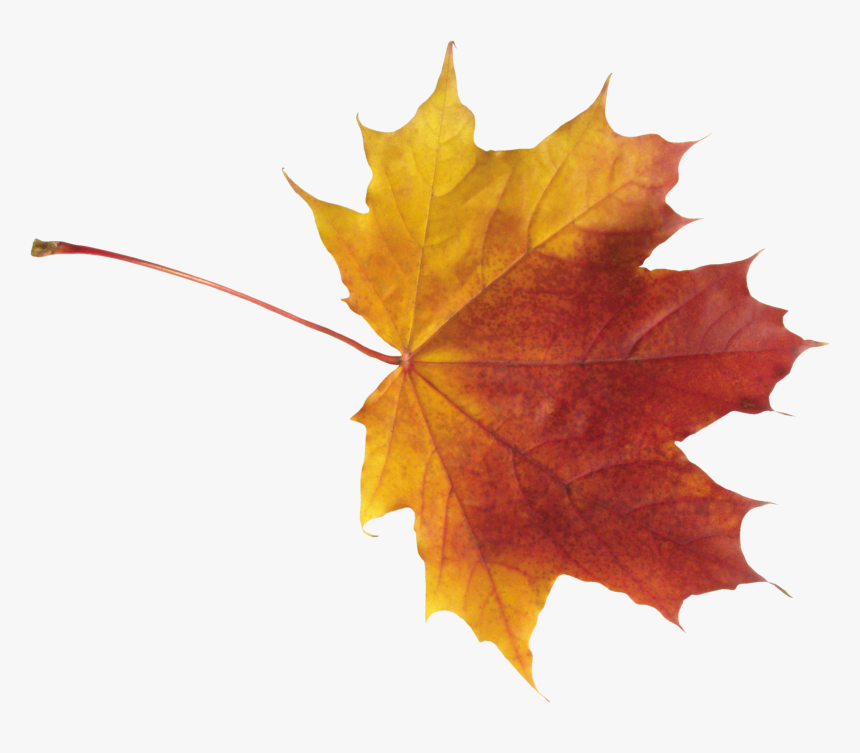 Best Free Autumn Leaves Png - Autumn Png Leaves, Transparent Png