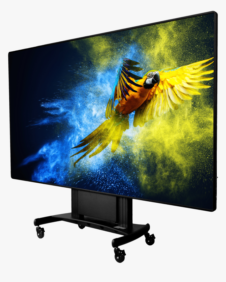 Transparent Wall Png - Powder Parrot, Png Download