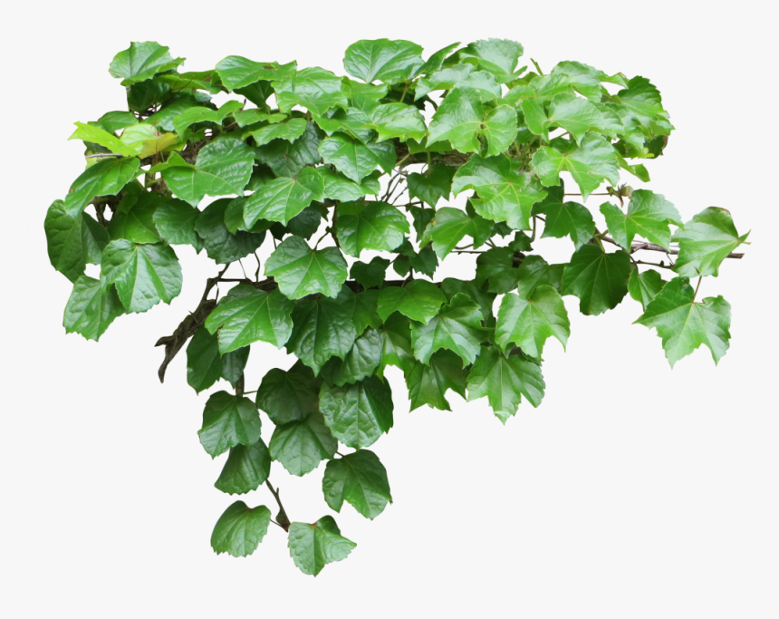 Ivy Png, Transparent Png
