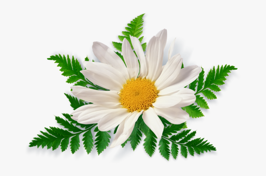 Summer Flowers Png - Chamomile Png, Transparent Png