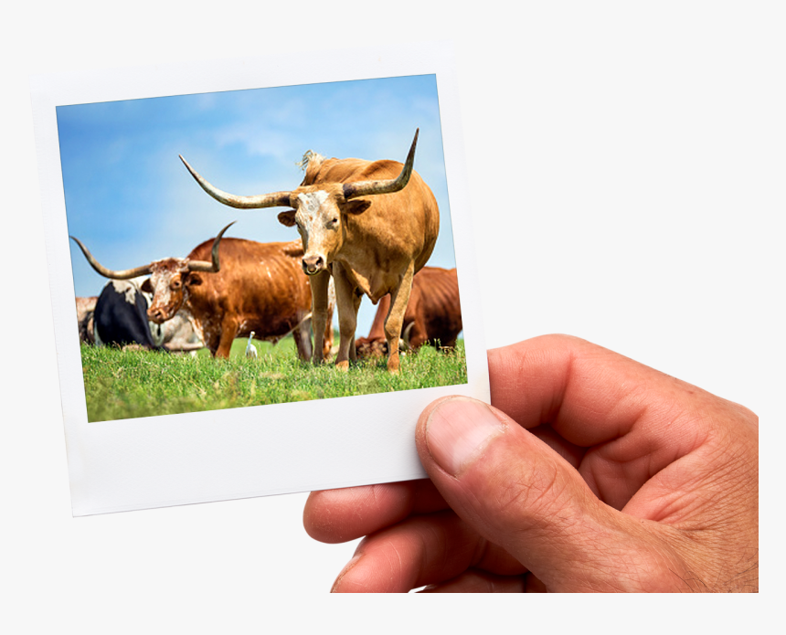 Texas Longhorn, HD Png Download