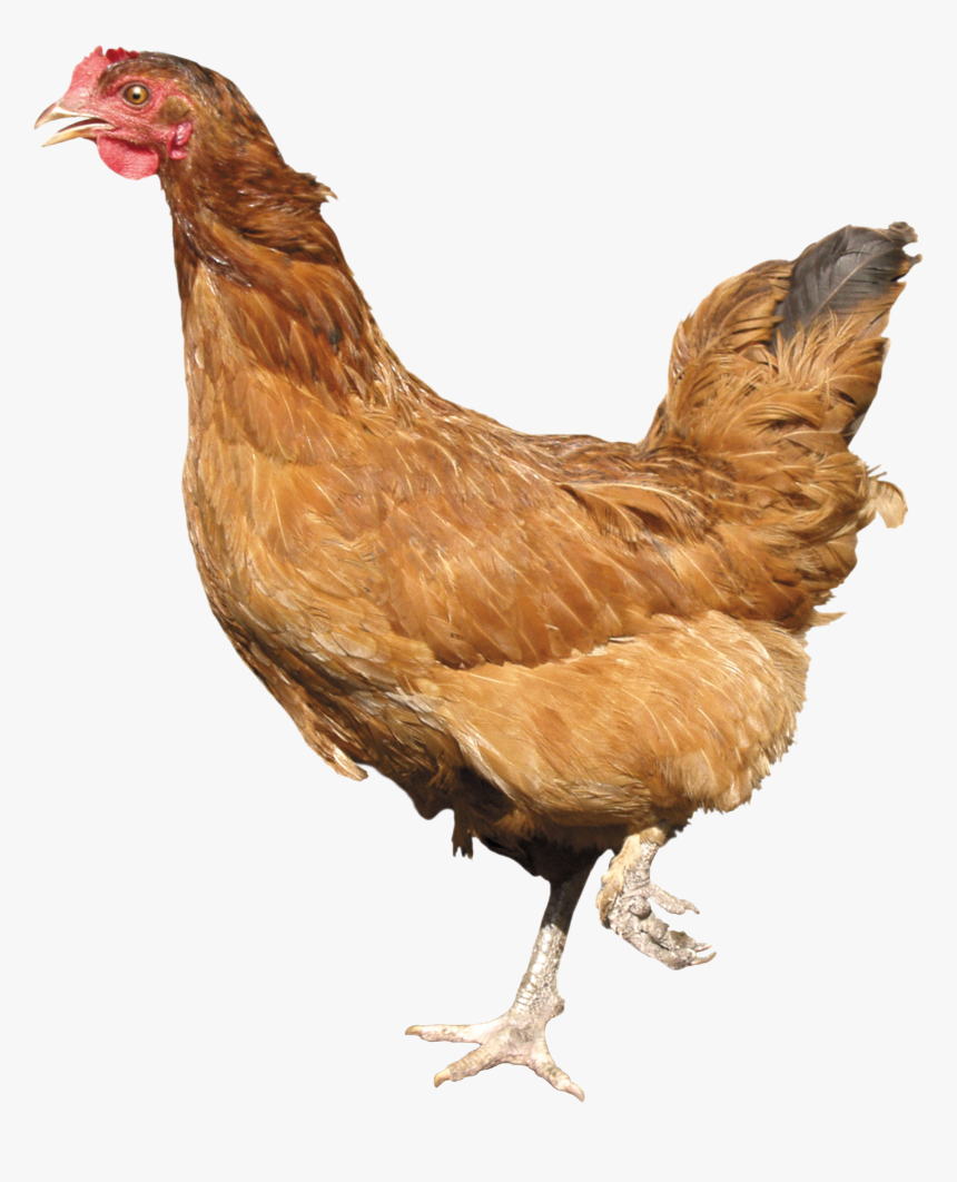 Seventeen Isolated Stock Photo - Chicken Png, Transparent Png
