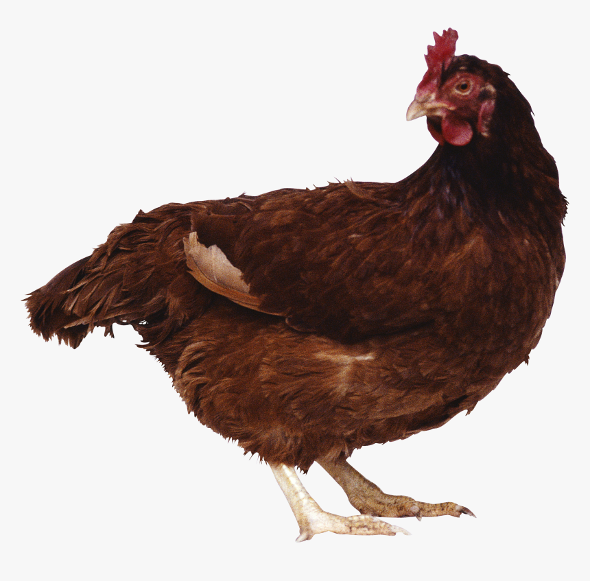 Chicken Png Image - Brown Chicken Png, Transparent Png